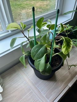 Baby rubber plant