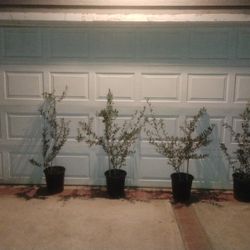 Arbaquina Olive 🫒 Trees 