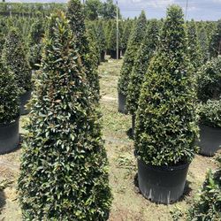 Topiary Plants 
