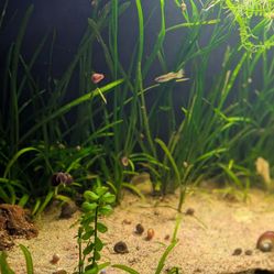 30 Gallon Planted Aquarium Tank