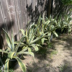 Agave In Big Pot Plant For Garden