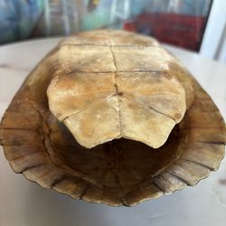 7.5” x 6” Real Turtles Shell. Available at Coral Gables. Cash please