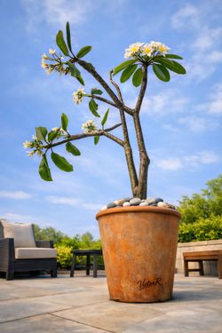 Tall and Natural White Plumeria – Perfect for Modern Spaces..96" tall.