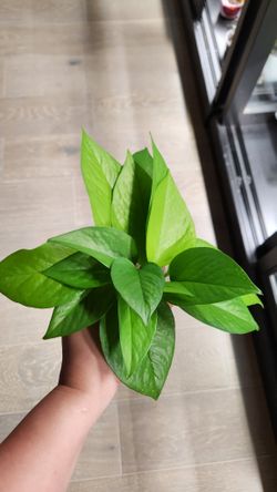 Pothos Neon