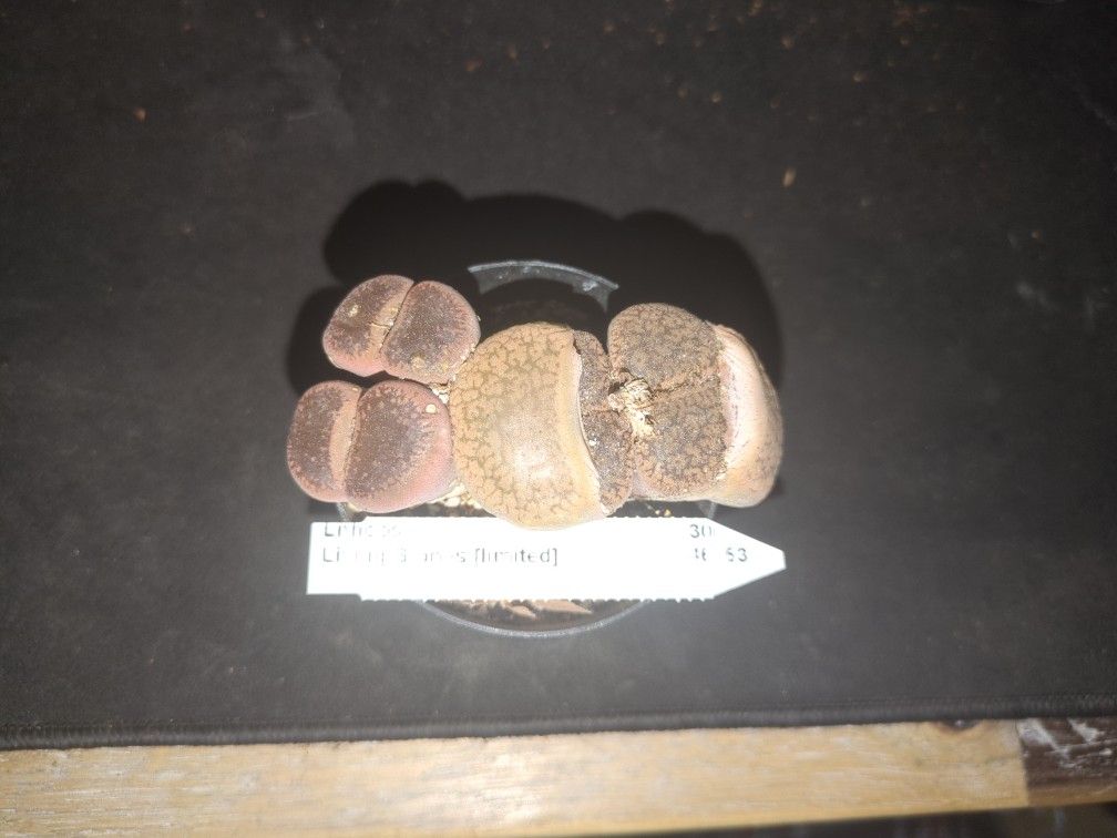 Lithops Living Stone Succulent Houseplant
