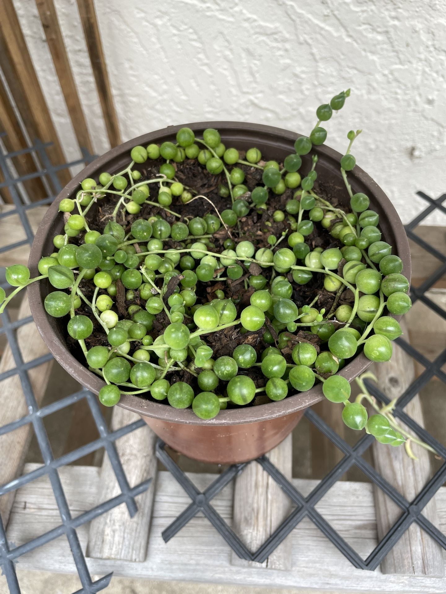 6in Pot String Of Pearl Succulent Plant