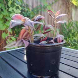 Tradescantia Zebrina / Silver Wandering Jew