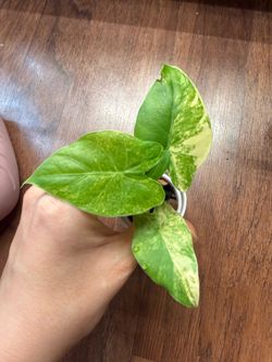 Alocasia gagaeana aurea plant