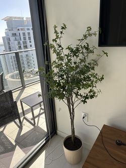 Brand New Plant For Sale 