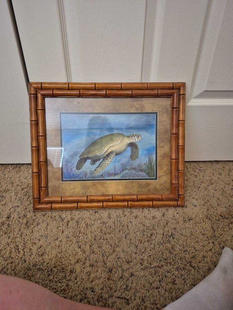 Framed Print Of A Sea Turttle