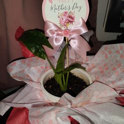 Mother's Day Plant Gifts