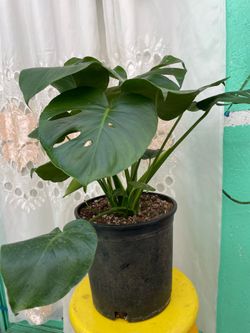 Beautiful monstera deliciosa