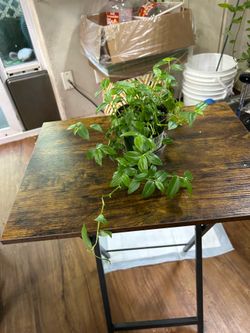Small wondering Jew plant 🪴 $6