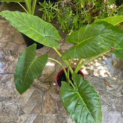 Elephant Ear Plant