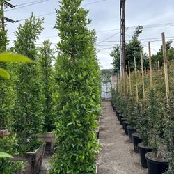 Ficus Nitida Indian Laurel Privacy Hedge