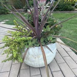 Beautiful Succulents Potted Plant 