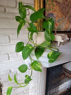 $6 planta natural