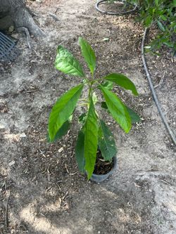 Tree - Young Avocado Plant on a 4” Pot. Over 20” Tall. ONLY: $10 !!