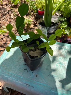 Kaffir lime plant