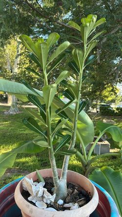 Fresh plants for sale