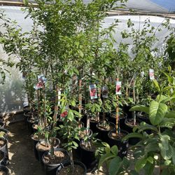 plum trees
