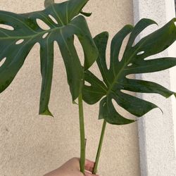Monstera Deliciosa Plant CUTTING- Fully Rooted