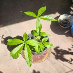 White Sapote Tree