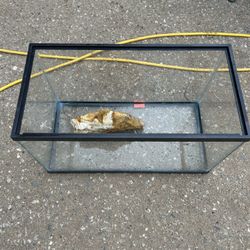 10 Gallons Tank And Decor 