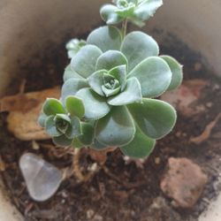 Succulent Plant And Ceramic Pot