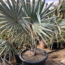 Bismarckia Palm