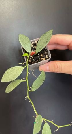 Hoya lacunosa moonlight