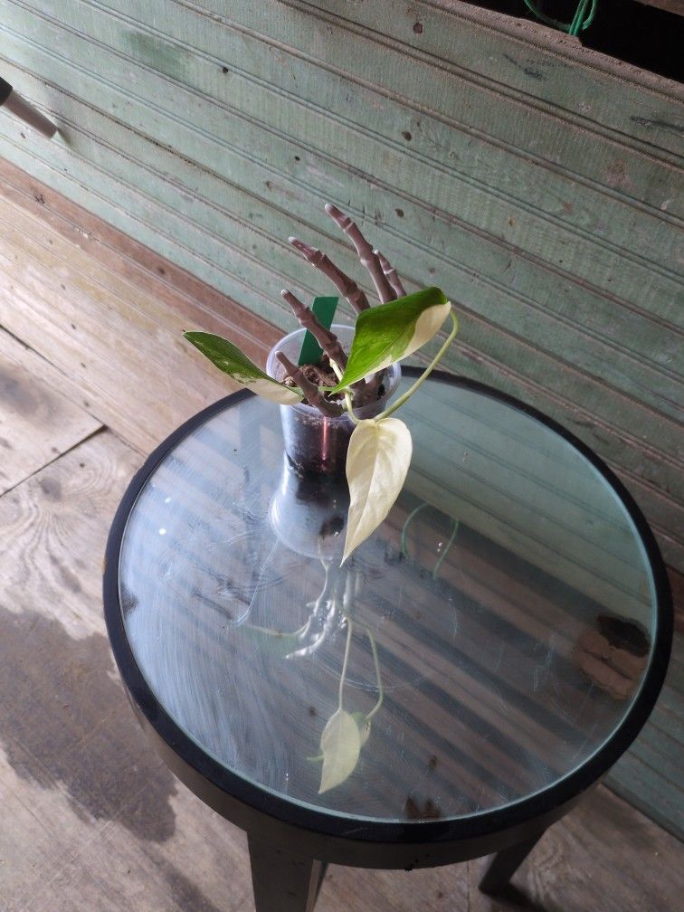 Epipremnum Albo 