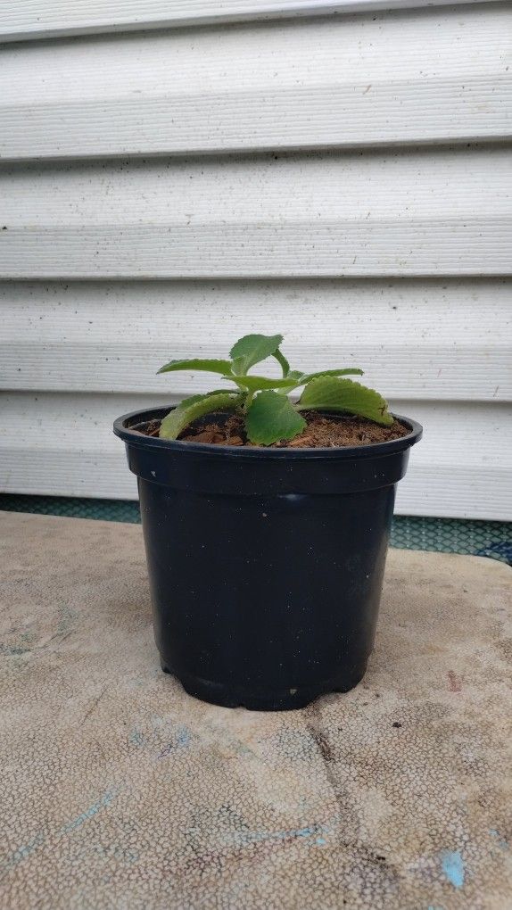 Broad Leaf Thyme (Oregano)