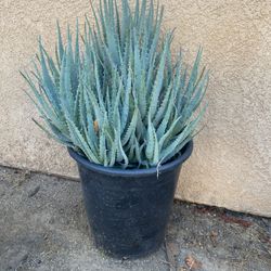 Only 5 Potted Succulents left for sale!