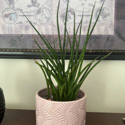 Plant 