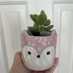 Cute Panda Paw Succulent Plant With Pot