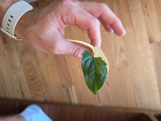 Syngonium Albo Cutting