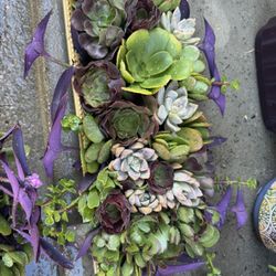 Pretty Succulents 