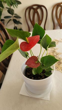 Anthurium plants flower that will bring love to your home beautiful white pot and a stand