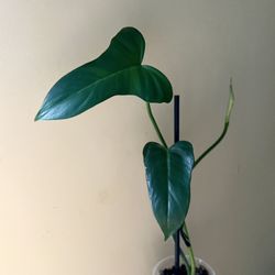Philodendron Mottled Golden Dragon (A)