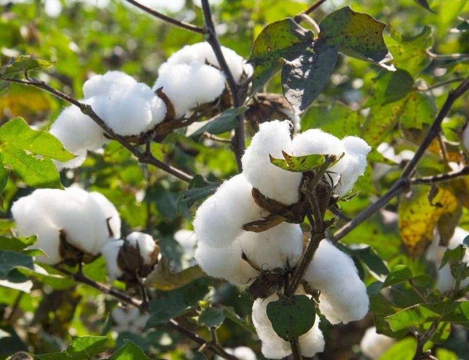 Cotton Plant In 3gal Plantas De Algodon En 3gal