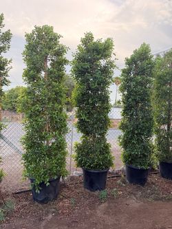 Indian Laurel ficus 25 gal