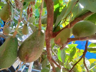 Medium Big Delicious Fresh Avocado Fruit