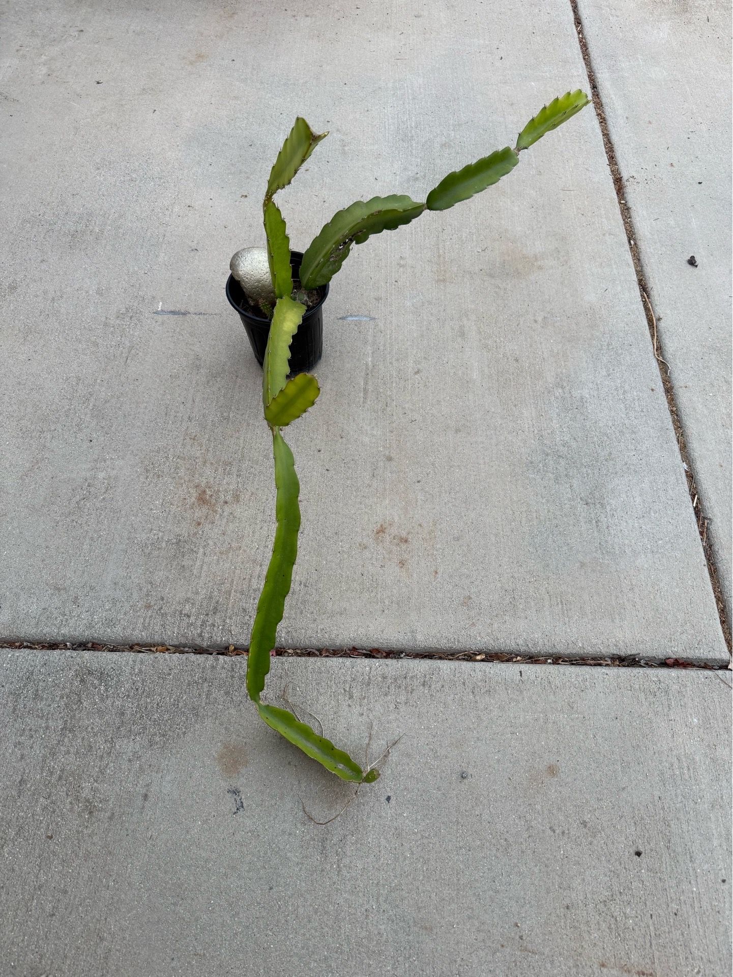 Dragonfruit - Pitaya Plant
