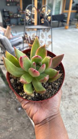 Echeveria Red Blush