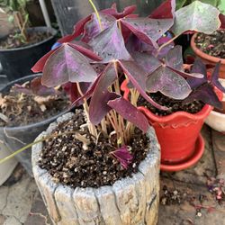 Purple Plant In Concrete Pot.