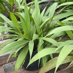 Purple Orchids - 1gl