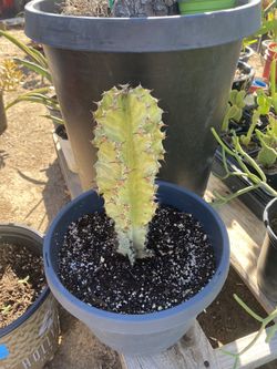 Euphorbia cactus 🌵