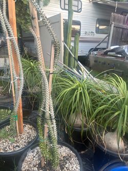 Ocotillos