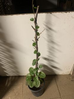 1 Gal Malabar Spinach Plant 3ft Tall